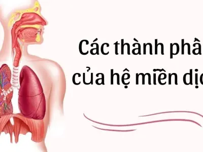 Các thành phần của hệ miễn dịch chi phối sức đề kháng bạn
