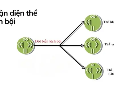 Thể lệch bội là gì- Bí mật di truyền và những hệ lụy đáng sợ