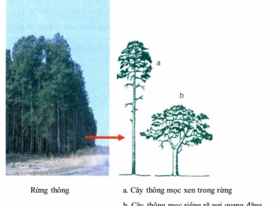 Ánh sáng và đời sống thực vật: Mối quan hệ thiết yếu