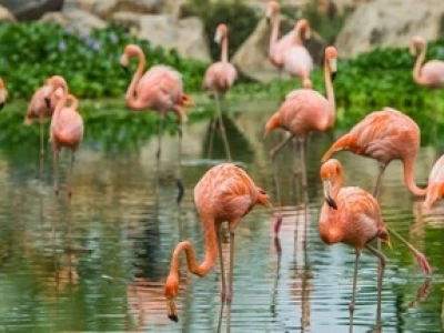 Bảo tồn Động vật Hoang dã: Ý nghĩa và các giải pháp bảo vệ