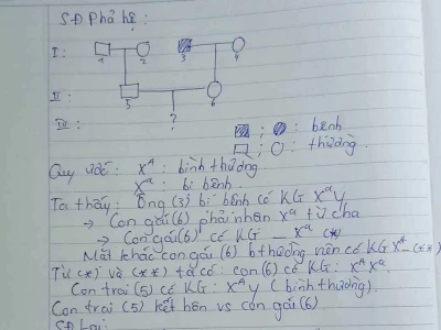 Bệnh máu khó đông do gen lặn: Những điều cần biết về di truyền và biểu hiện