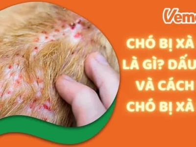 Bệnh Xà Mâu Ở Người: Nguyên Nhân, Triệu Chứng và Cách Phòng Tránh