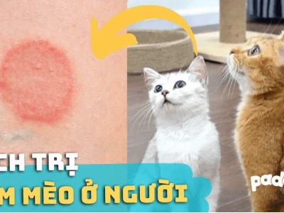 Bị nấm mèo ở người bao lâu thì khỏi và cách điều trị hiệu quả
