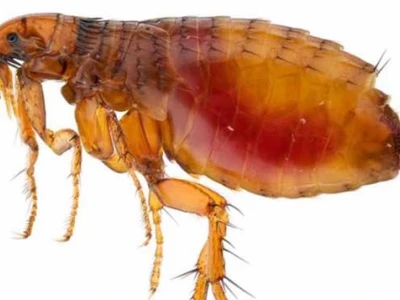 Bọ Nhảy Cắn Người: Nhận Biết, Nguy Cơ và Cách Xử Trí An Toàn