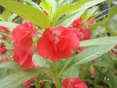 Bóng Nước (Thực Vật): Công Dụng, Cách Dùng Và Lưu Ý Quan Trọng