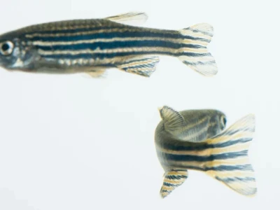 Cá ngựa vằn (Zebrafish) và Ứng dụng Sâu rộng trong Nghiên cứu Khoa học