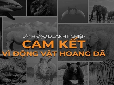 Các biện pháp bảo vệ động vật hoang dã hiệu quả và cần thiết