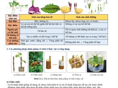 Các Hình Thức Sinh Sản Ở Thực Vật Bao Gồm Những Loại Nào?