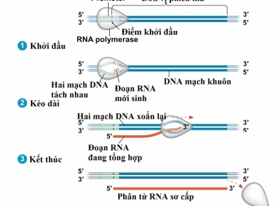 Các sự kiện diễn ra trong quá trình phiên mã sinh học