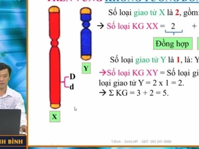 Cách Tính Số Kiểu Gen Trong Quần Thể Sinh Vật Chi Tiết Nhất 2026