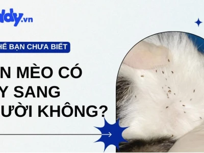 Cách Trị Rận Mèo Trên Người Hiệu Quả: Hướng Dẫn Chi Tiết Từ Chuyên Gia