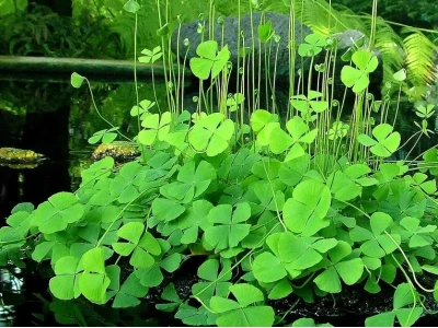 Cây Rau Bợ Thuộc Nhóm Thực Vật Nào: Khám Phá Chi Tiết