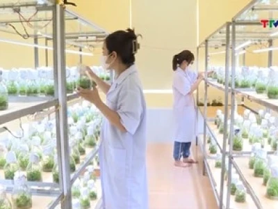 Công nghệ tế bào thực vật là gì và ứng dụng trong nông nghiệp hiện đại