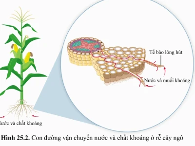 Dinh dưỡng ở thực vật là quá trình thiết yếu cho sự sống