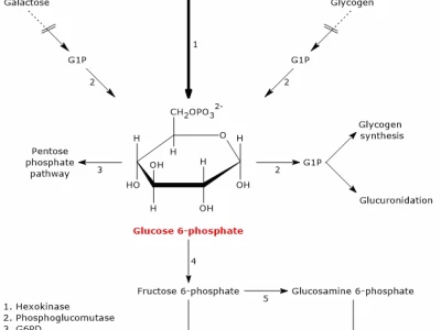 Glucose-6-phosphate: Vai trò và ứng dụng trong sinh hóa