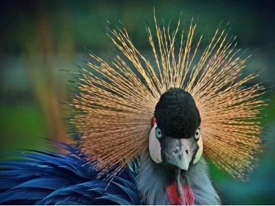 Hệ Động Vật Châu Phi: Khám phá Thế giới Động vật Độc đáo