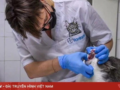 Hiểu Rõ Vết Nấm Mèo Ở Người: Triệu Chứng, Nguyên Nhân và Cách Điều Trị Hiệu Quả