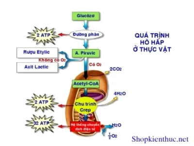 Hô hấp ở thực vật diễn ra rất chậm ở giai đoạn nào?