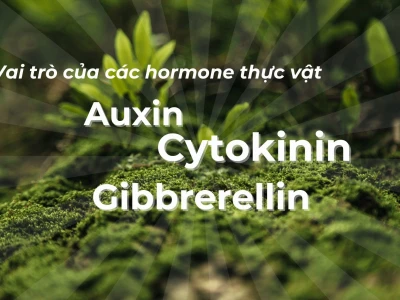 Hoocmôn thực vật: Khám phá vai trò và tác động đến sự sống của cây