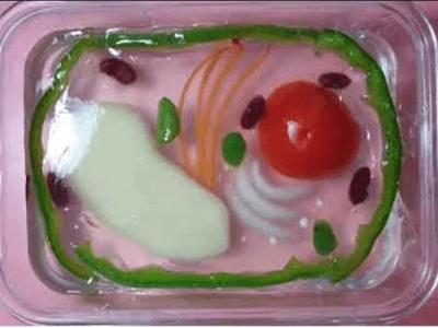 Hướng dẫn chi tiết cách làm mô hình tế bào thực vật lớp 6