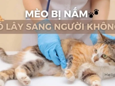 Hướng dẫn chi tiết cách trị nấm mèo ở người an toàn và hiệu quả