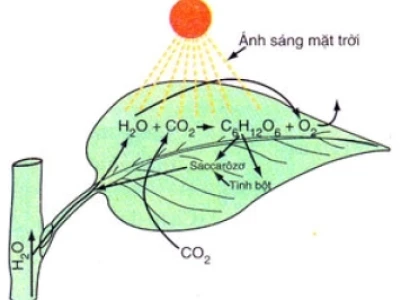 Khái niệm quang hợp ở thực vật và phương trình tổng quát