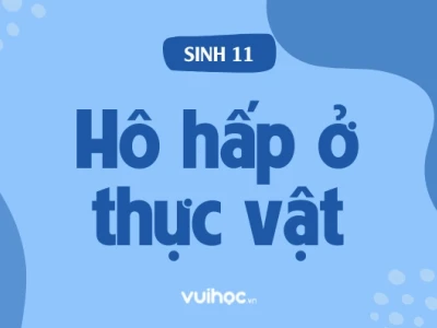 Khám phá các con đường hô hấp ở thực vật: Từ cơ bản đến chuyên sâu