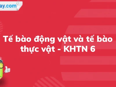 Khám phá hình ảnh tế bào thực vật chi tiết và cấu trúc đặc trưng