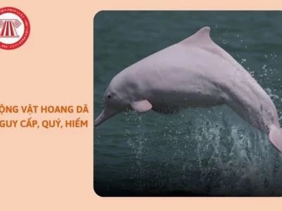 Khám phá những loài động vật quý hiếm nhất thế giới