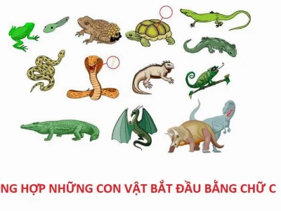 Khám Phá Thế Giới Động Vật Bắt Đầu Bằng Chữ C