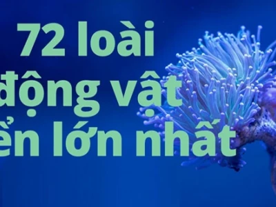 Khám Phá Thế Giới Động Vật Dưới Biển Đa Dạng và Kỳ Thú