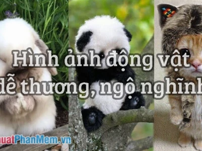 Khám phá Thế giới Động vật Qua Hình Ảnh Tuyệt Đẹp