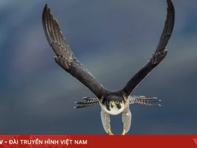 Loài động vật nào có tốc độ chạy nhanh nhất trên mặt đất?