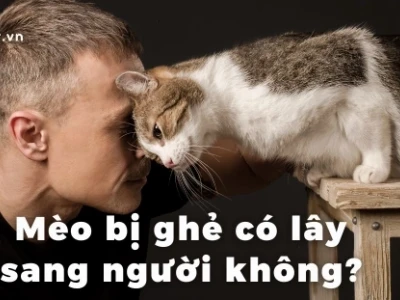 Mèo bị ghẻ có lây sang người không? Nguyên nhân và cách phòng tránh