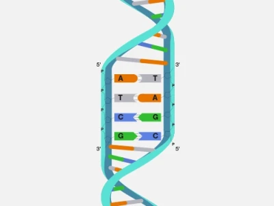 Methylation DNA: Khám phá cơ chế điều hòa biểu sinh và ứng dụng