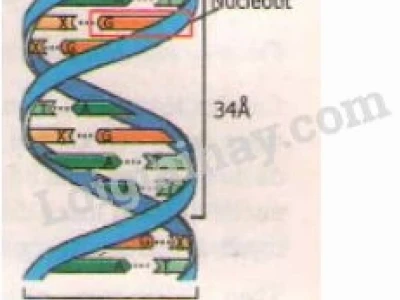 Mô hình ADN lớp 9: Hướng dẫn làm chi tiết từ vật liệu tái chế
