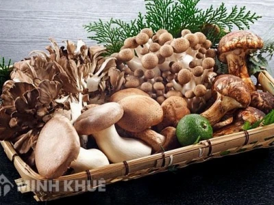 Nấm có phải là thực vật không? Phân loại khoa học và đặc điểm