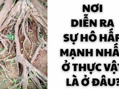 Nơi diễn ra sự hô hấp mạnh nhất ở thực vật là gì và các yếu tố liên quan