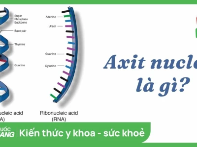 Nucleic Acid Là Gì? Cấu Tạo và Vai Trò Quan Trọng Trong Sinh Học