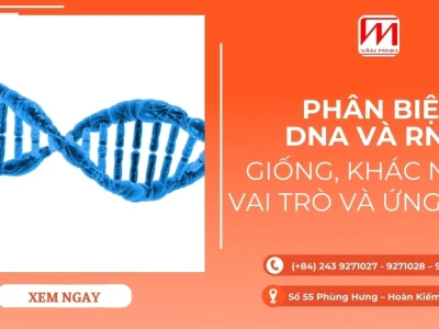 Phân biệt cấu tạo và chức năng của DNA và RNA