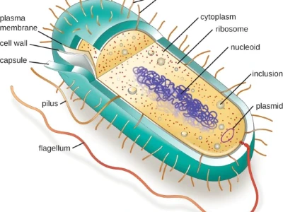 Phân biệt Tế bào Prokaryotic và Eukaryotic: Khám phá sự khác biệt
