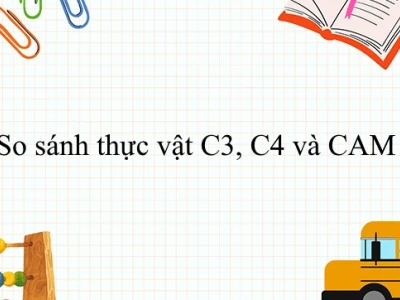 Phân biệt thực vật C3, C4 và thực vật CAM: Cơ chế cố định CO2