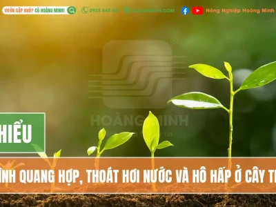 Quá trình quang hợp của thực vật Những điều cần biết
