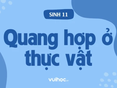 Quang hợp ở thực vật là quá trình thiết yếu: Giải mã toàn diện