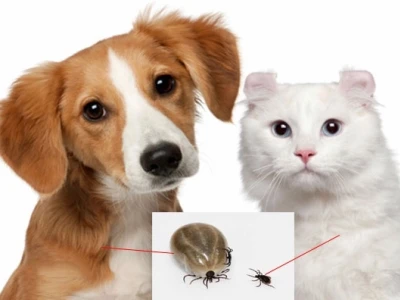 Rận mèo có lây sang người không? Giải đáp chi tiết và cách xử lý