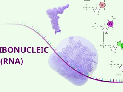 RNA là gì? Cấu tạo, vai trò và sự khác biệt với DNA