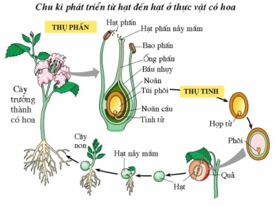 Sinh sản hữu tính ở thực vật: sự kết hợp kỳ diệu tạo nên thế hệ mới