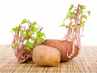 Sinh sản vô tính ở thực vật những ví dụ điển hình