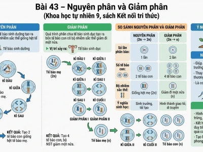 So sánh chi tiết nguyên phân và giảm phân: bảng biểu và kiến thức chuyên sâu