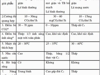 So sánh thực vật C3, C4 và CAM: Đặc điểm, cơ chế và ví dụ